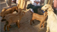 Nizwa Souq - Crossing Oman