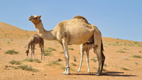 Camel in Desert - Crossing Oman