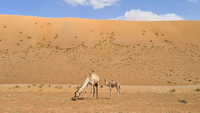 Desert - Crossing Oman